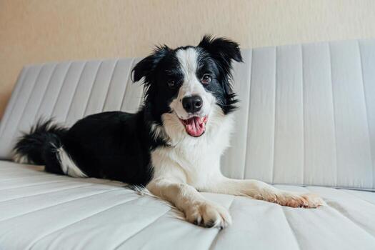 Funny portrait of cute smiling puppy dog border collie on couch indoors. New lovely member of family little dog at home gazing and waiting. Pet care and animals concept. photo