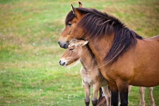 Brown Horse and Her Foal in a Green Field of Grass. photo