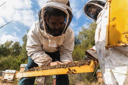Beekeepers working together in apiary photo